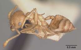 Image of Crematogaster hova Forel 1887