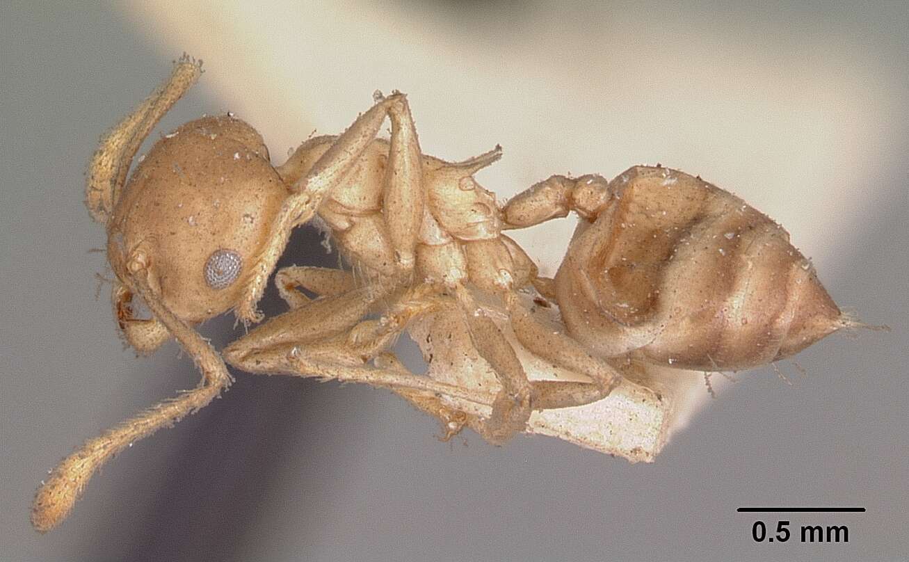 Image of Crematogaster hova Forel 1887