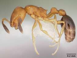 Image of Ant