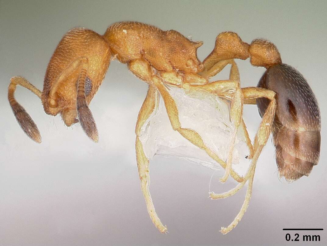 Image of Ant