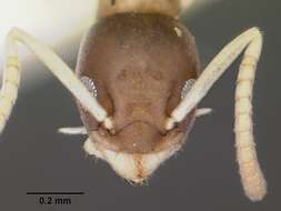 Image of Ant