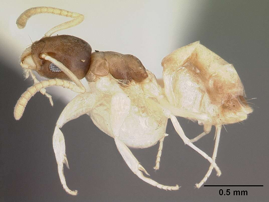 Image of Ant