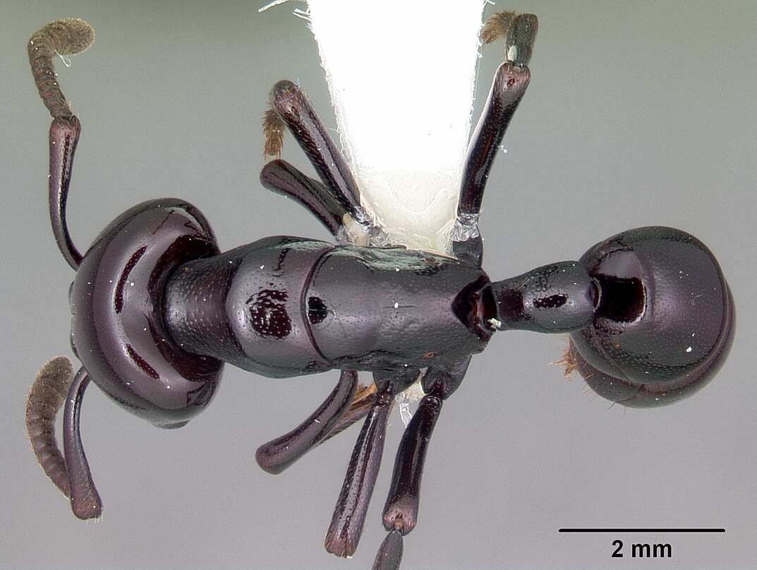 Image of Plectroctena minor Emery 1892