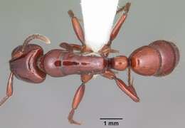 Image of Centromyrmex bequaerti (Forel 1913)