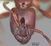 Image of Centromyrmex bequaerti (Forel 1913)