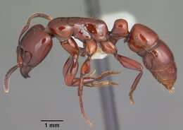 Image of Centromyrmex bequaerti (Forel 1913)