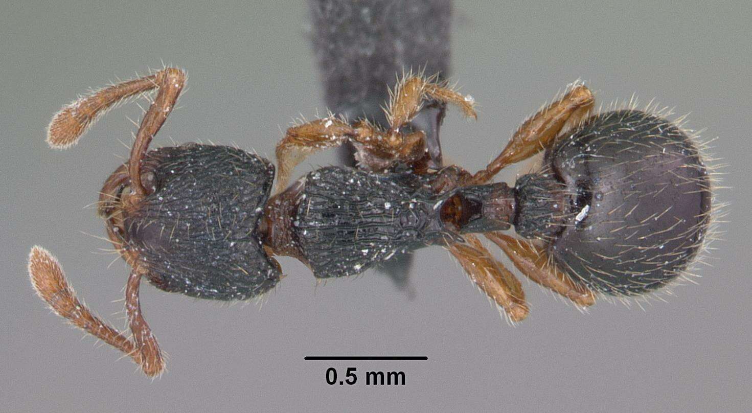 Image de Myrmecina