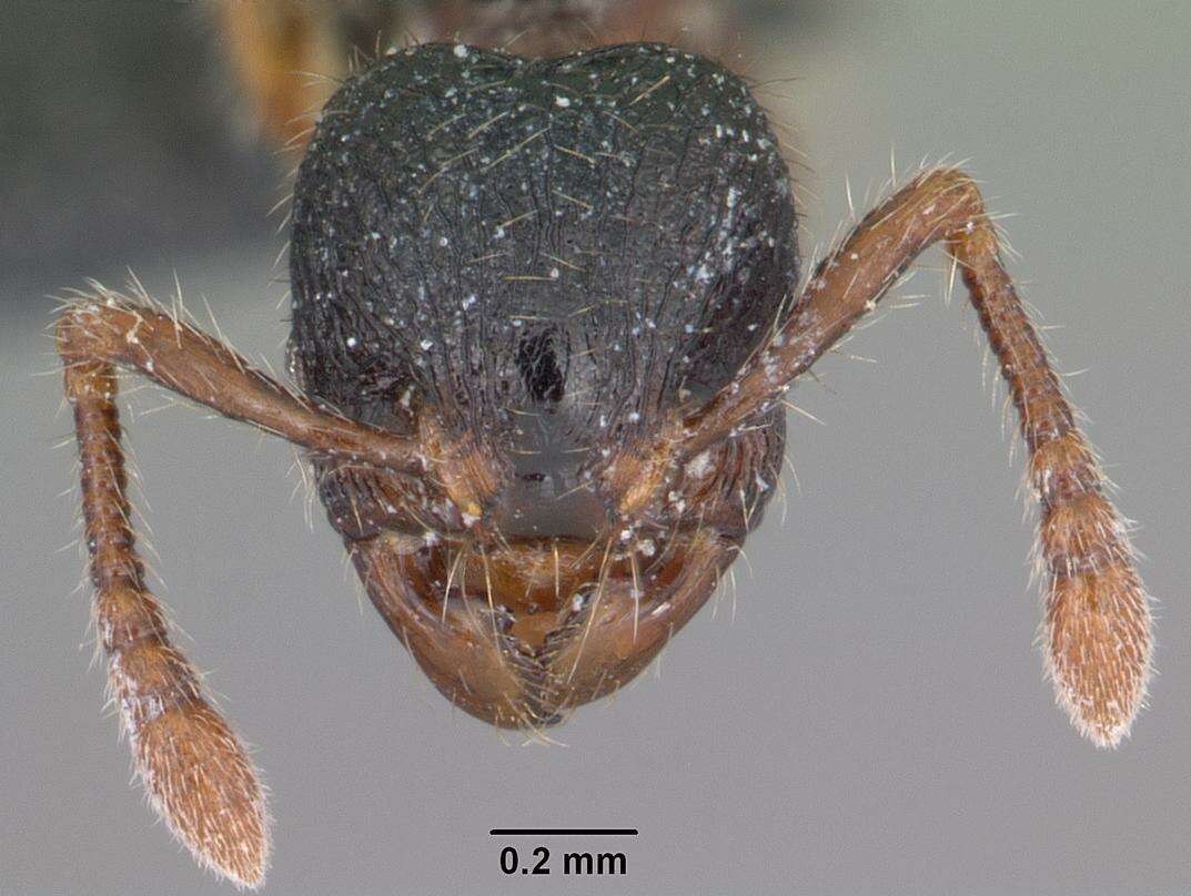 Image de Myrmecina