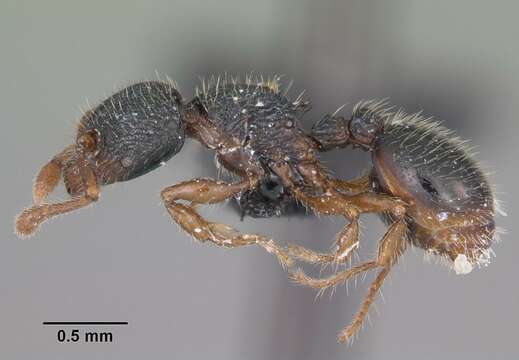 Image of Myrmecina