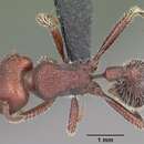 Image of Pogonomyrmex uruguayensis Mayr 1887