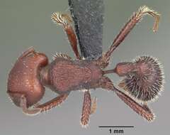 Image of Pogonomyrmex uruguayensis Mayr 1887