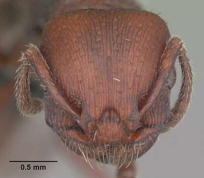 Image of Pogonomyrmex uruguayensis Mayr 1887