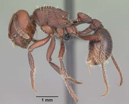 Image of Pogonomyrmex uruguayensis Mayr 1887