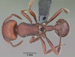 Image of Pogonomyrmex uruguayensis Mayr 1887