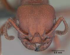 Image of Pogonomyrmex uruguayensis Mayr 1887