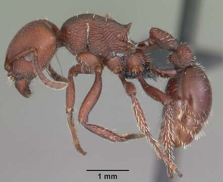 Image of Pogonomyrmex uruguayensis Mayr 1887