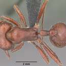 Image of Pogonomyrmex wheeleri Olsen 1934