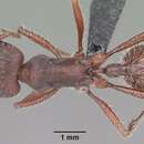 Pogonomyrmex badius (Latreille 1802) resmi