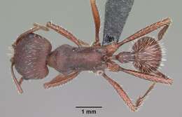 Image of Florida Harvester Ant