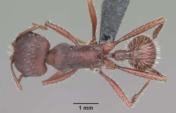 Pogonomyrmex badius (Latreille 1802) resmi