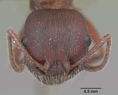 Image of Florida Harvester Ant