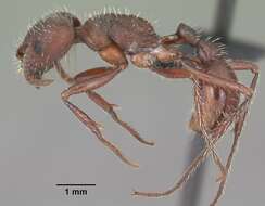 Image of Florida Harvester Ant