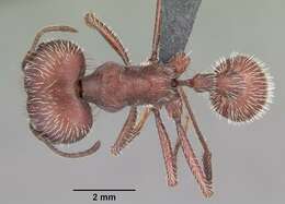 Image of Florida Harvester Ant