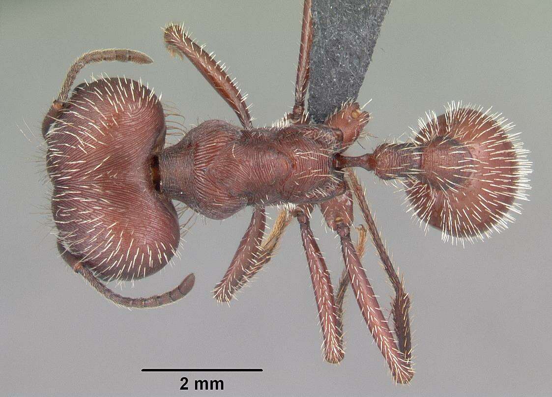 Image of Florida Harvester Ant