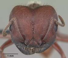 Image of Florida Harvester Ant