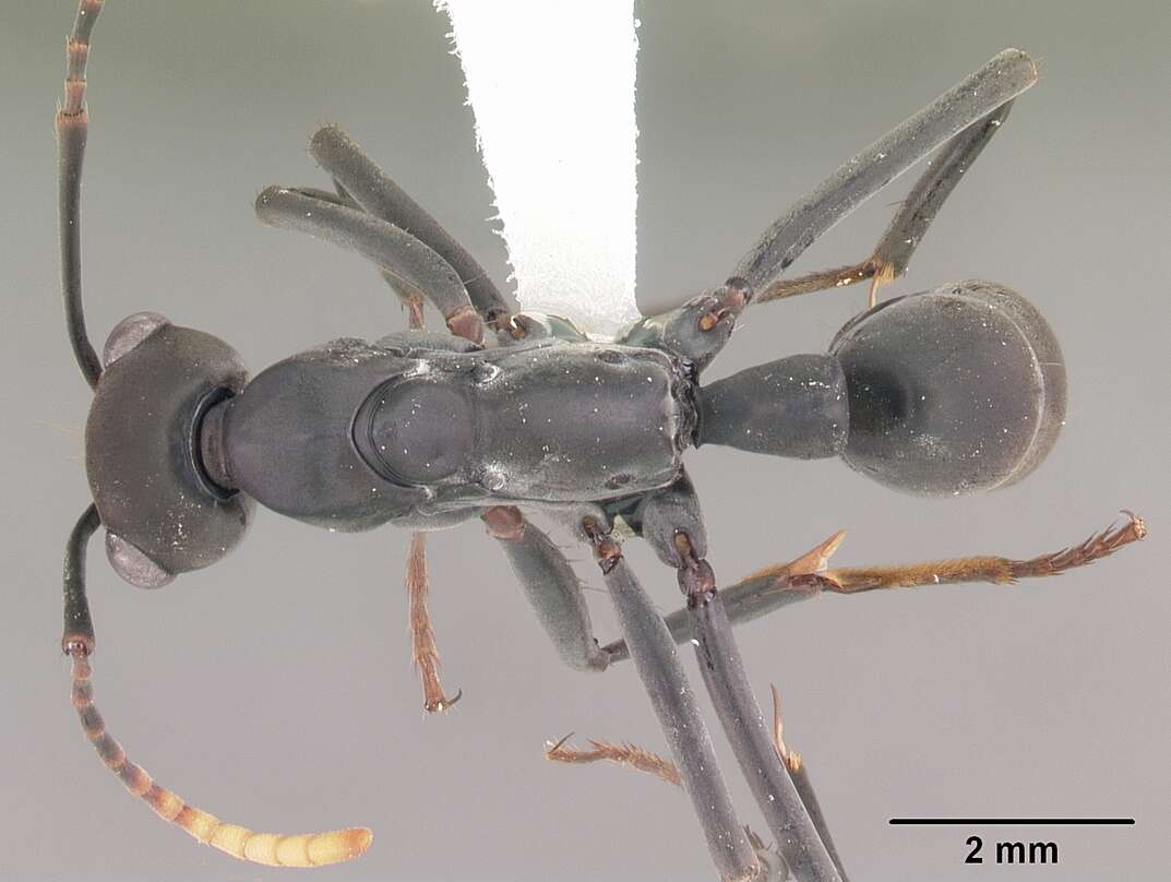 Image of Neoponera apicalis