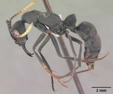 Image of Neoponera apicalis