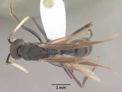 Image of Neoponera apicalis