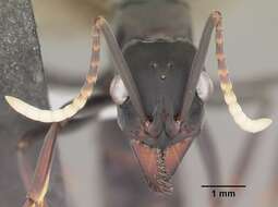 Image of Neoponera apicalis