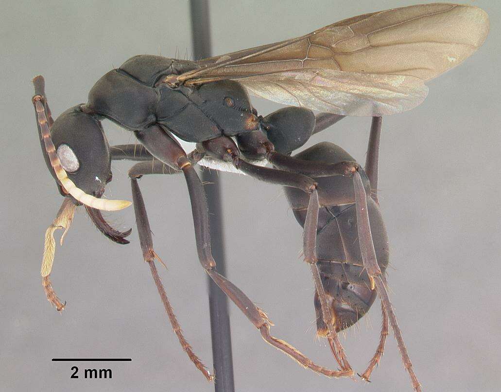 Image of Neoponera apicalis