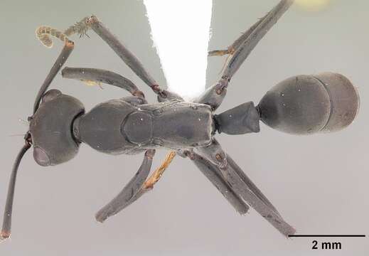 Image of Neoponera verenae