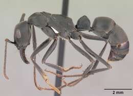 Image of Neoponera verenae