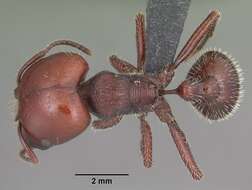 Image of Pogonomyrmex coarctatus Mayr 1868