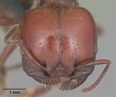 Image of Pogonomyrmex coarctatus Mayr 1868