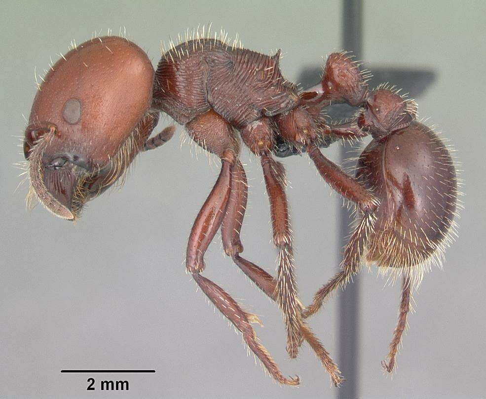 Image of Pogonomyrmex coarctatus Mayr 1868