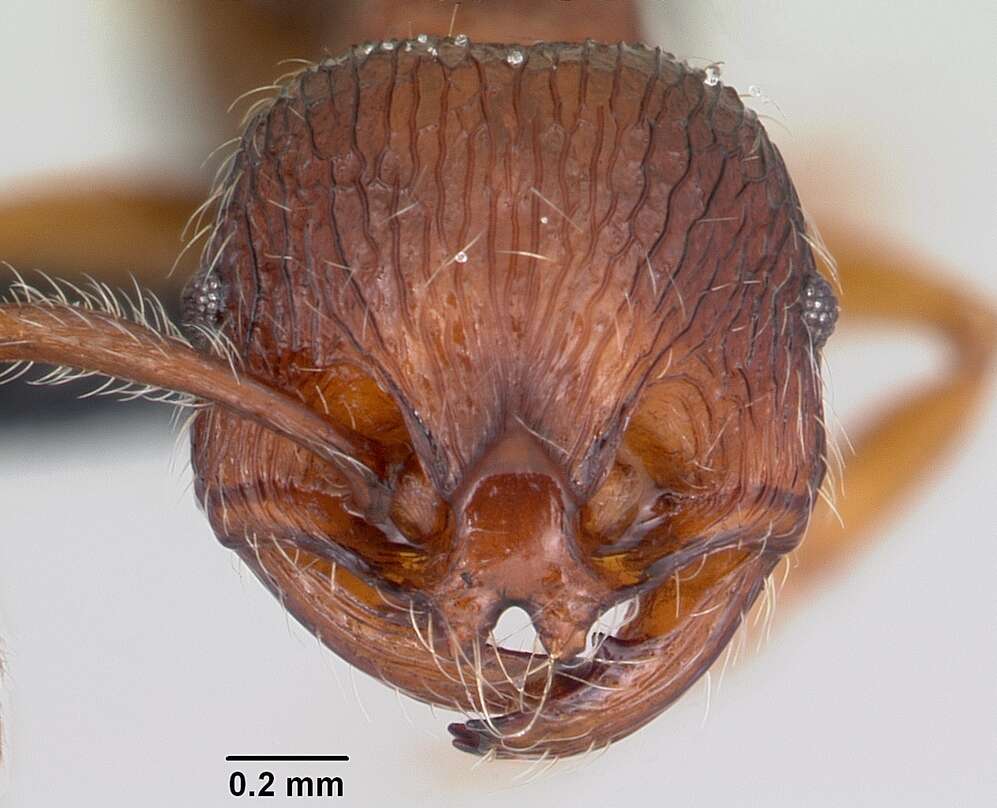 Image of Myrmecinini