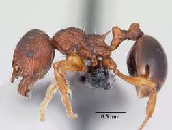 Image of Myrmecinini