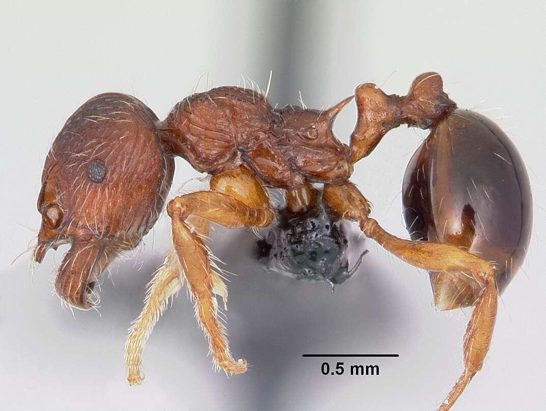 Plancia ëd Myrmecinini