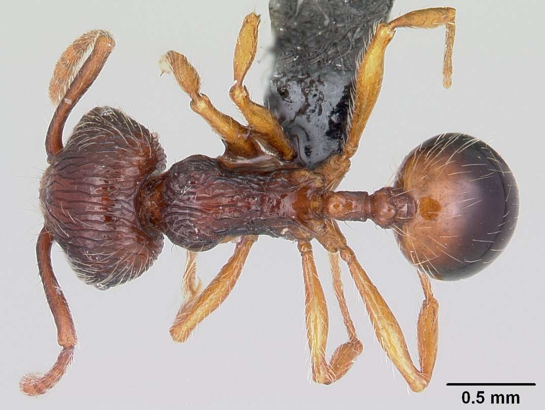 Image of Perissomyrmex guizhouensis