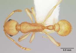 Image de <i>Temnothorax morongo</i>