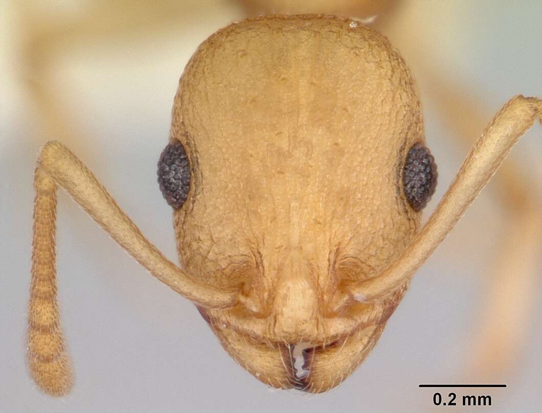 Image of <i>Temnothorax morongo</i>