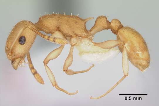 Image de <i>Temnothorax morongo</i>