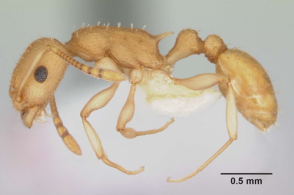 Image of <i>Temnothorax morongo</i>