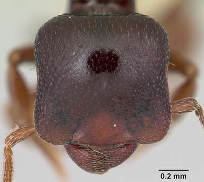 Plancia ëd Phalacromyrmex