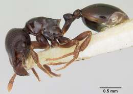 Image of Phalacromyrmex