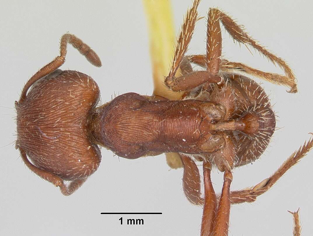 Слика од Pogonomyrmex subdentatus Mayr 1870